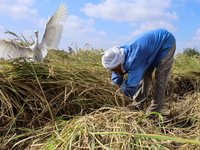 Egyptians harvest rice in Sharqiya Governorate, Egypt, on October 12, 2024. (