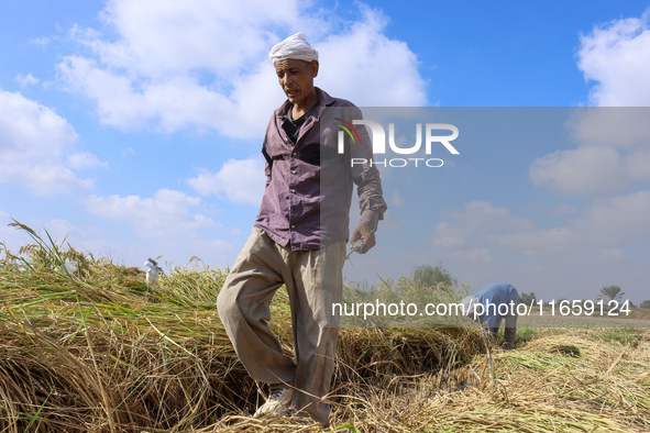 Egyptians harvest rice in Sharqiya Governorate, Egypt, on October 12, 2024. 