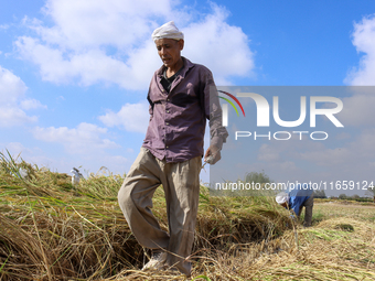 Egyptians harvest rice in Sharqiya Governorate, Egypt, on October 12, 2024. (