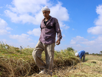 Egyptians harvest rice in Sharqiya Governorate, Egypt, on October 12, 2024. (