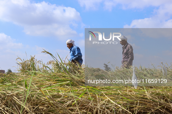 Egyptians harvest rice in Sharqiya Governorate, Egypt, on October 12, 2024. 