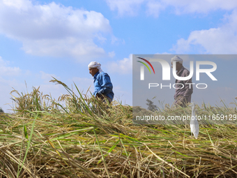 Egyptians harvest rice in Sharqiya Governorate, Egypt, on October 12, 2024. (