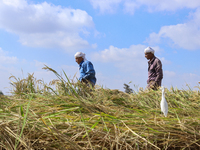 Egyptians harvest rice in Sharqiya Governorate, Egypt, on October 12, 2024. (