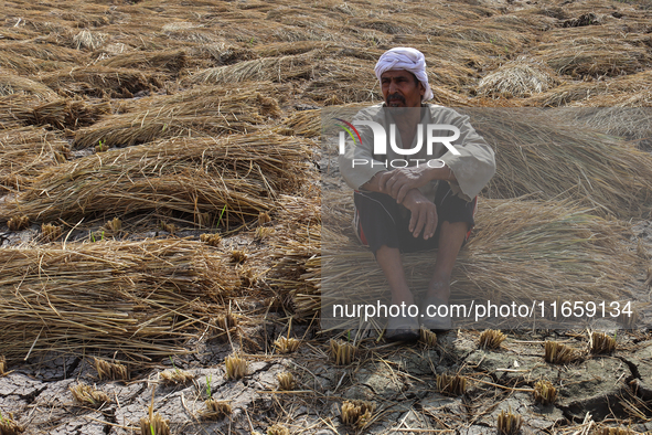 Egyptians harvest rice in Sharqiya Governorate, Egypt, on October 12, 2024. 