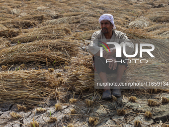 Egyptians harvest rice in Sharqiya Governorate, Egypt, on October 12, 2024. (