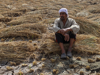 Egyptians harvest rice in Sharqiya Governorate, Egypt, on October 12, 2024. (