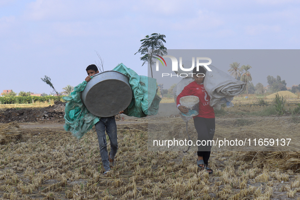 Egyptians harvest rice in Sharqiya Governorate, Egypt, on October 12, 2024. 