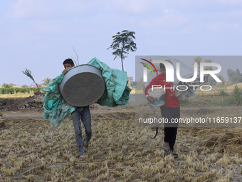 Egyptians harvest rice in Sharqiya Governorate, Egypt, on October 12, 2024. (