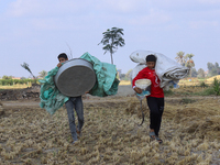 Egyptians harvest rice in Sharqiya Governorate, Egypt, on October 12, 2024. (