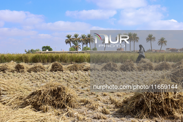 Egyptians harvest rice in Sharqiya Governorate, Egypt, on October 12, 2024. 