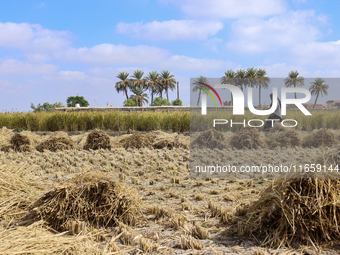 Egyptians harvest rice in Sharqiya Governorate, Egypt, on October 12, 2024. (