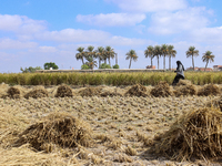 Egyptians harvest rice in Sharqiya Governorate, Egypt, on October 12, 2024. (