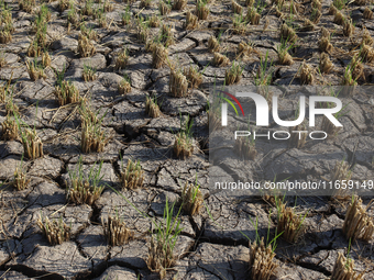 Egyptians harvest rice in Sharqiya Governorate, Egypt, on October 12, 2024. (