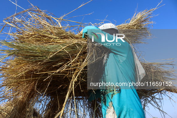 Egyptians harvest rice in Sharqiya Governorate, Egypt, on October 12, 2024. 