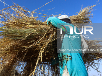 Egyptians harvest rice in Sharqiya Governorate, Egypt, on October 12, 2024. (