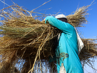 Egyptians harvest rice in Sharqiya Governorate, Egypt, on October 12, 2024. (