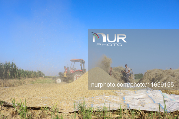 Egyptians harvest rice in Sharqiya Governorate, Egypt, on October 12, 2024. 