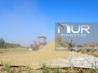 Egyptians harvest rice in Sharqiya Governorate, Egypt, on October 12, 2024. (