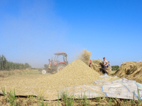 Egyptians harvest rice in Sharqiya Governorate, Egypt, on October 12, 2024. (