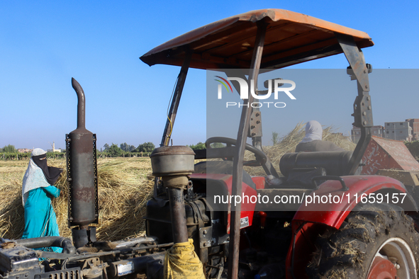 Egyptians harvest rice in Sharqiya Governorate, Egypt, on October 12, 2024. 