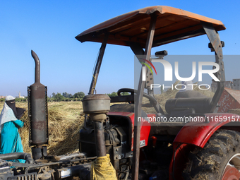 Egyptians harvest rice in Sharqiya Governorate, Egypt, on October 12, 2024. (