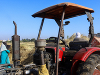 Egyptians harvest rice in Sharqiya Governorate, Egypt, on October 12, 2024. (