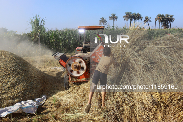 Egyptians harvest rice in Sharqiya Governorate, Egypt, on October 12, 2024. 