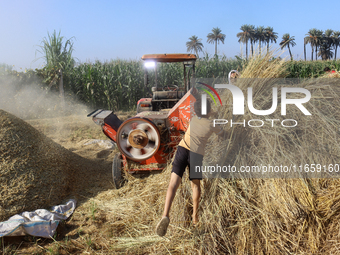 Egyptians harvest rice in Sharqiya Governorate, Egypt, on October 12, 2024. (