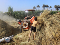 Egyptians harvest rice in Sharqiya Governorate, Egypt, on October 12, 2024. (