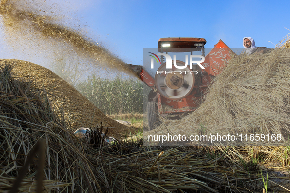 Egyptians harvest rice in Sharqiya Governorate, Egypt, on October 12, 2024. 