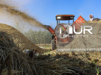 Egyptians harvest rice in Sharqiya Governorate, Egypt, on October 12, 2024. (