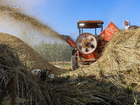 Egyptians harvest rice in Sharqiya Governorate, Egypt, on October 12, 2024. (