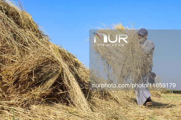 Egyptians harvest rice in Sharqiya Governorate, Egypt, on October 12, 2024. 