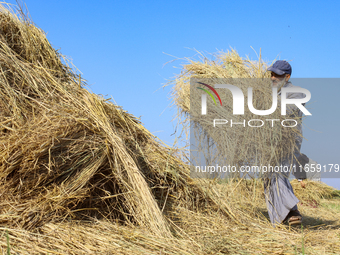 Egyptians harvest rice in Sharqiya Governorate, Egypt, on October 12, 2024. (