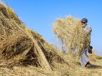 Egyptians harvest rice in Sharqiya Governorate, Egypt, on October 12, 2024. (