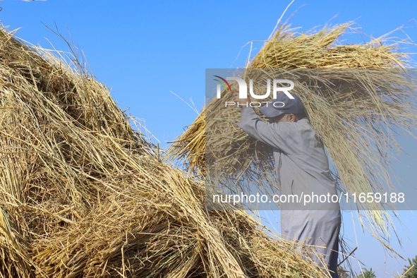 Egyptians harvest rice in Sharqiya Governorate, Egypt, on October 12, 2024. 