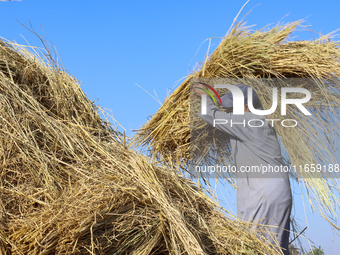 Egyptians harvest rice in Sharqiya Governorate, Egypt, on October 12, 2024. (