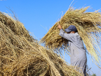 Egyptians harvest rice in Sharqiya Governorate, Egypt, on October 12, 2024. (