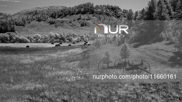 An abandoned wagon sits near a hay field in Custer, South Dakota, USA. 