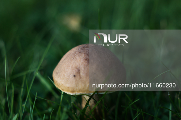 Leccinum mushroom is seen at a garden in Poland on October 12, 2024 