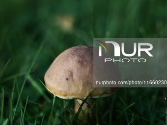 Leccinum mushroom is seen at a garden in Poland on October 12, 2024 (