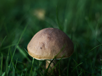 Leccinum mushroom is seen at a garden in Poland on October 12, 2024 (