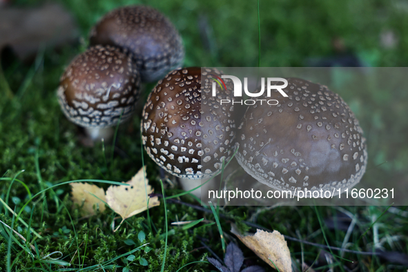 Amanita pantherina mushrooms are seen at a garden in Poland on October 12, 2024 