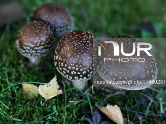 Amanita pantherina mushrooms are seen at a garden in Poland on October 12, 2024 (