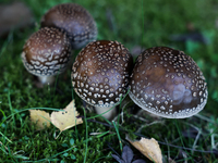 Amanita pantherina mushrooms are seen at a garden in Poland on October 12, 2024 (