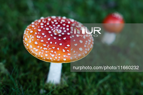 Amanita muscaria mushrooms are seen at a garden in Poland on October 12, 2024 