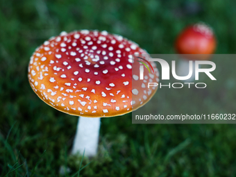 Amanita muscaria mushrooms are seen at a garden in Poland on October 12, 2024 (