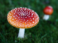 Amanita muscaria mushrooms are seen at a garden in Poland on October 12, 2024 (