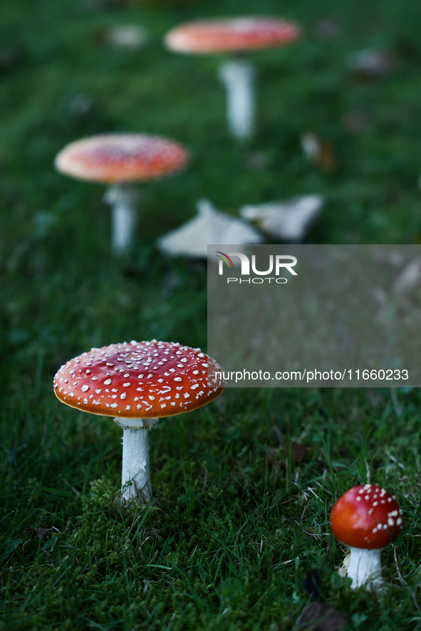 Amanita muscaria mushrooms are seen at a garden in Poland on October 12, 2024 