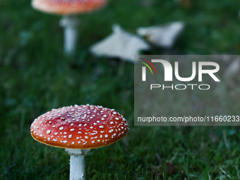 Amanita muscaria mushrooms are seen at a garden in Poland on October 12, 2024 (